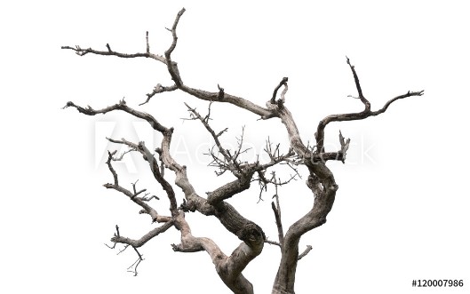 Afbeeldingen van Dry tree on white background
